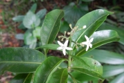 <strong>Psychotria nacdado - Birnbaum Philippe - 1430</strong><br />© Gâteblé Gildas